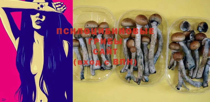 MEGA рабочий сайт  Каменка  Галлюциногенные грибы Psilocybe 